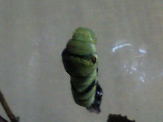 e0175288_1150350.jpg