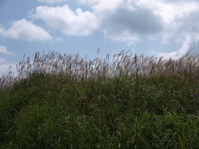 c0007501_1041010.jpg