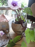 f0139520_1683371.jpg