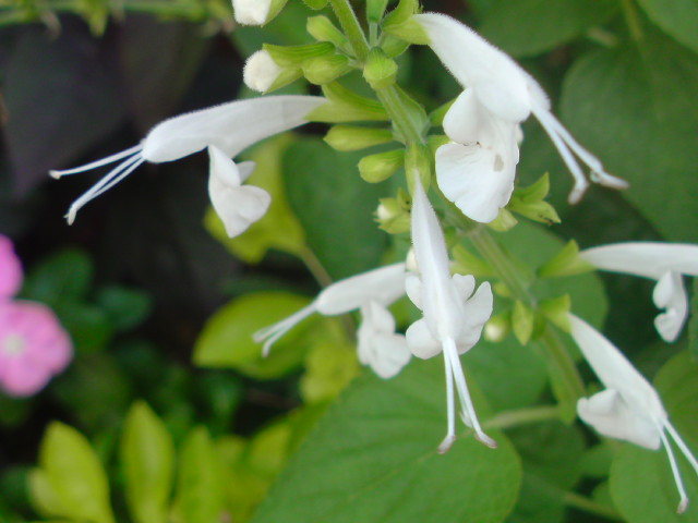 e0016828_23214581.jpg