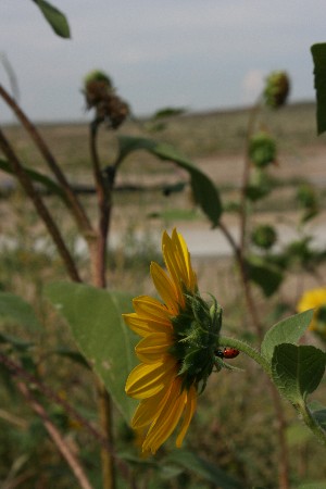 e0104941_1742899.jpg