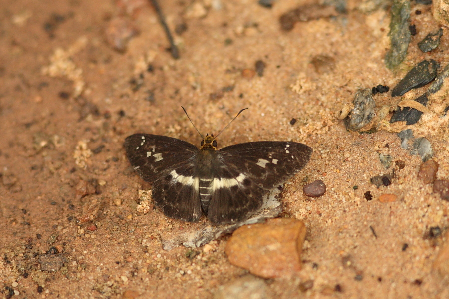 a0094850_2132546.jpg