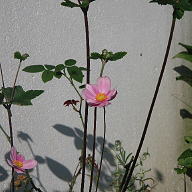 e0184558_96814.jpg