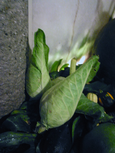 c0048265_12415445.jpg