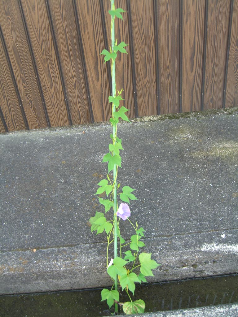 e0023183_0432238.jpg