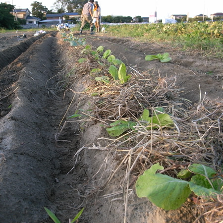 f0070493_1710429.jpg