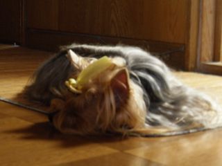 f0130894_19382278.jpg