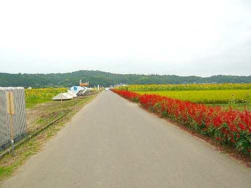 c0058606_1331211.jpg