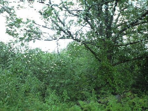 e0062415_17452415.jpg