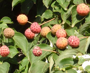 d0093936_141471.jpg