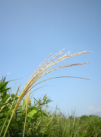 a0001354_2045395.jpg