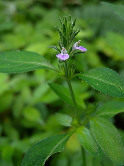 b0104861_21593182.jpg