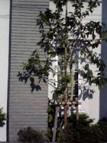 b0134673_1044892.jpg