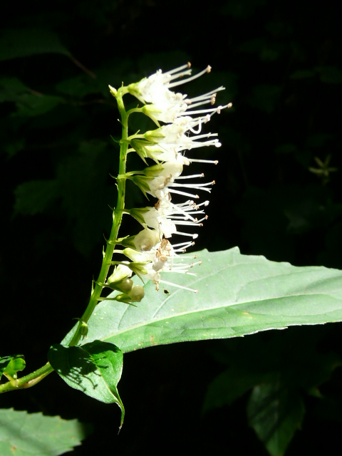 e0145782_15441457.jpg