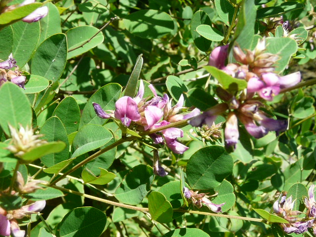 e0145782_1547441.jpg