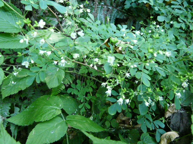 e0145782_1548981.jpg