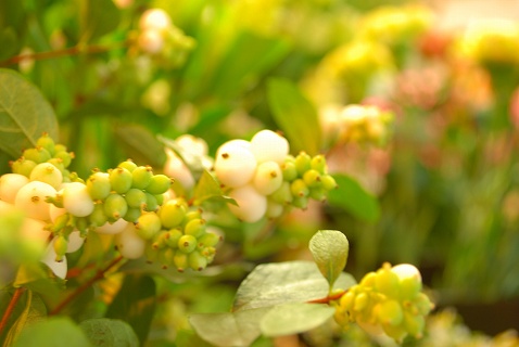 e0128909_20411727.jpg