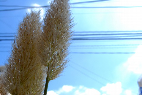e0128909_2050293.jpg