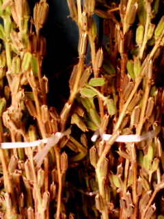 a0134323_9245757.jpg