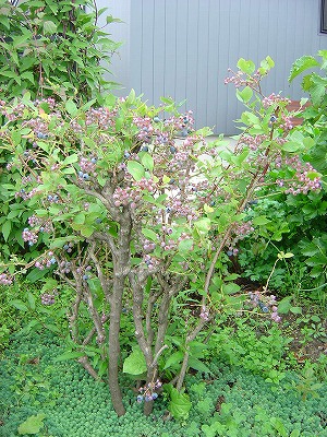 f0205733_1741285.jpg
