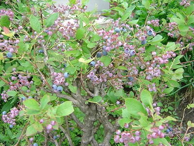 f0205733_177620.jpg