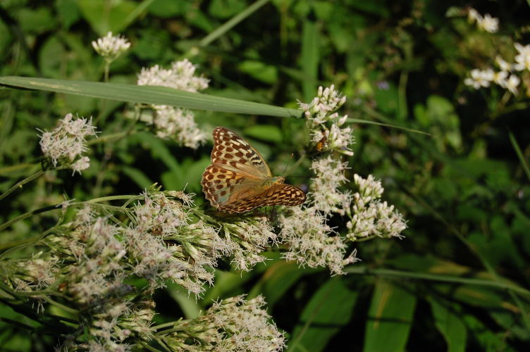 b0167762_13522068.jpg