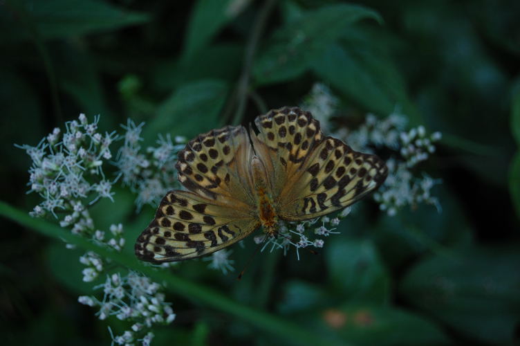 b0167762_1463676.jpg