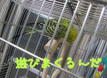 f0196665_1231422.jpg