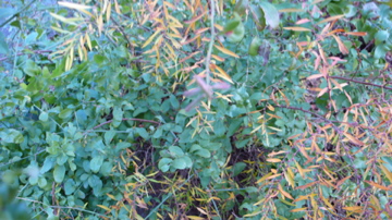 e0113675_1014372.jpg