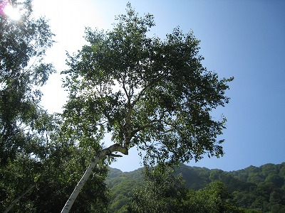 a0038882_1803625.jpg