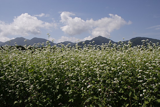 e0165983_1354787.jpg