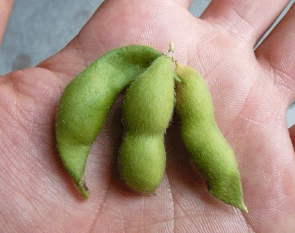 e0118011_2334681.gif