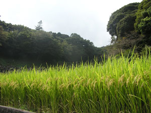 f0143412_1338376.jpg