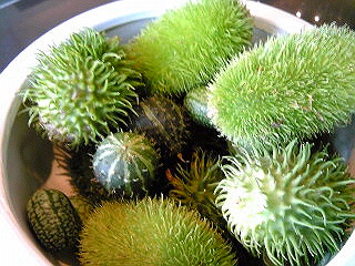 a0052621_20232814.jpg