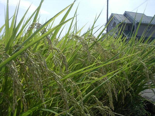 a0054043_9195927.jpg