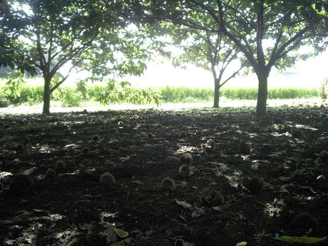 a0054043_9234191.jpg