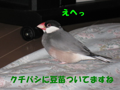b0158061_21213297.jpg