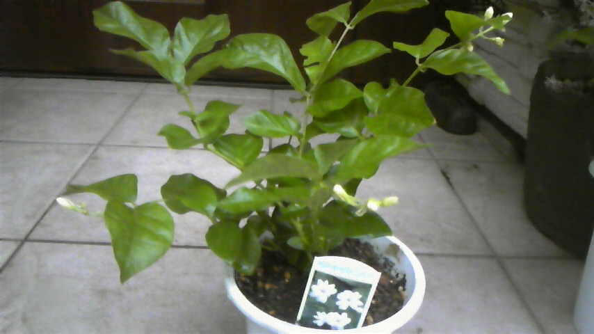 c0202870_1702882.jpg