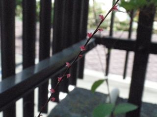 f0130894_2272282.jpg