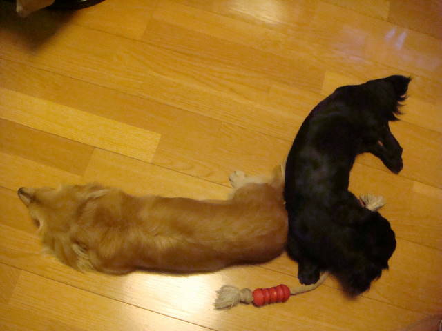 d0098295_23251732.jpg