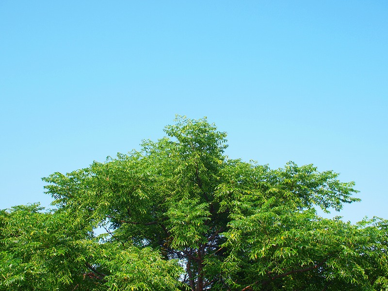 d0059213_1135637.jpg