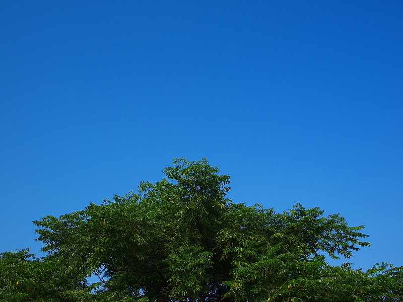 d0059213_119454.jpg