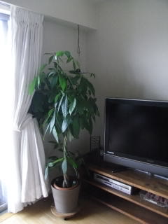 e0130519_17371687.jpg