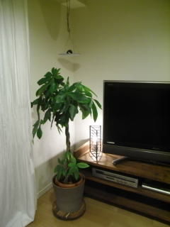 e0130519_17384537.jpg