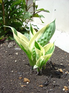 f0205733_15535539.jpg