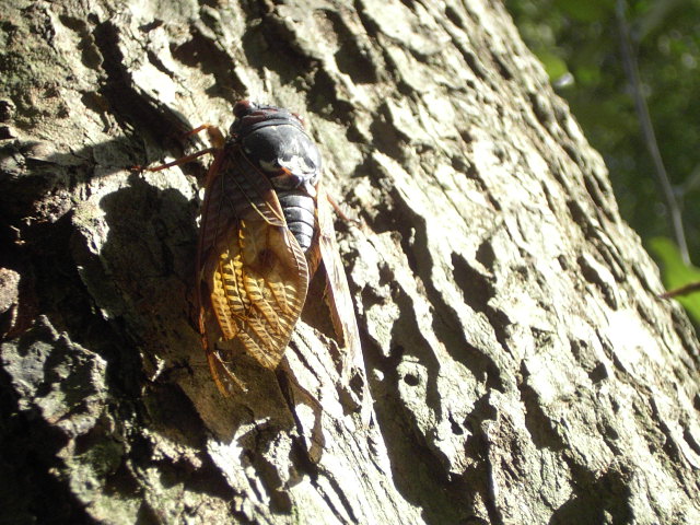 a0054043_91567.jpg