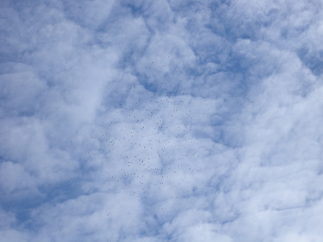 b0104861_2291617.jpg