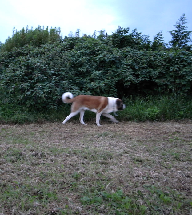 e0188168_8303754.jpg
