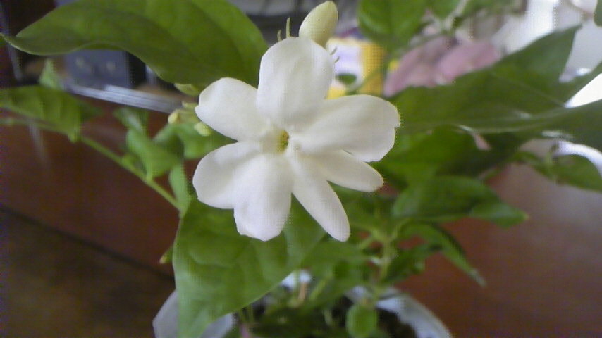 c0202870_1135772.jpg
