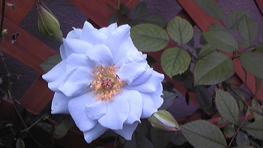 c0202870_1136517.jpg